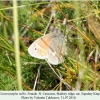 coenonympha tullia z kinjal female 1